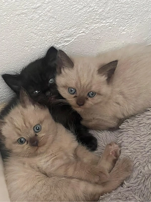 babys BKH point siam kitten