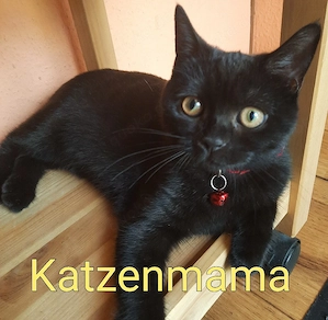 BKH-Mix-Kitten  Bild 9
