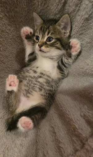 BKH-Mix-Kitten 
