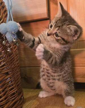 BKH-Mix-Kitten  Bild 8