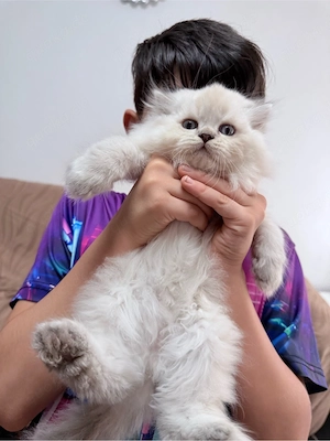 BLH baby katzen 