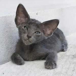  Orientalisch Kurzhaar Kitten männlich