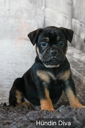 Bulldoggen Alternativ Welpen suchen ihre Familie 