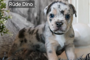 Bulldoggen Alternativ Welpen suchen ihre Familie 