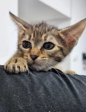Toffee Sanftes Tigermädel sucht sichere liebevolle Familie
