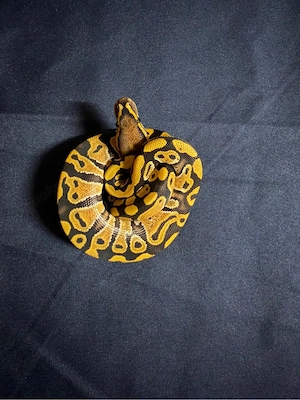 1,0 Desert Ghost het Clown