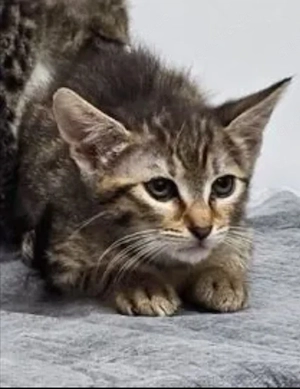 Toffee Sanftes Tigermädel sucht sichere liebevolle Familie Bild 2