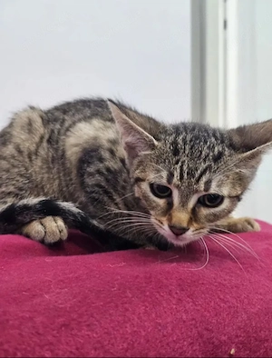 Toffee Sanftes Tigermädel sucht sichere liebevolle Familie Bild 4