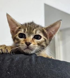 Toffee Sanftes Tigermädel sucht sichere liebevolle Familie Bild 5