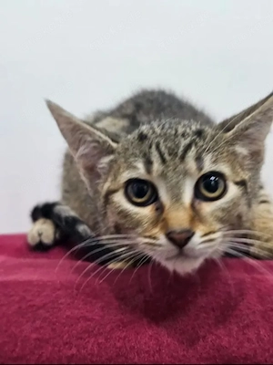 Toffee Sanftes Tigermädel sucht sichere liebevolle Familie Bild 3