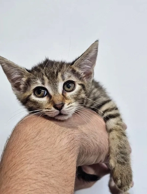Toffee Sanftes Tigermädel sucht sichere liebevolle Familie Bild 7