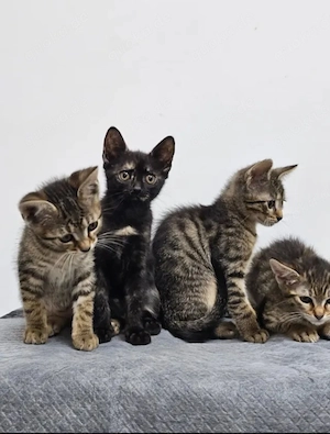 Toffee Sanftes Tigermädel sucht sichere liebevolle Familie Bild 9