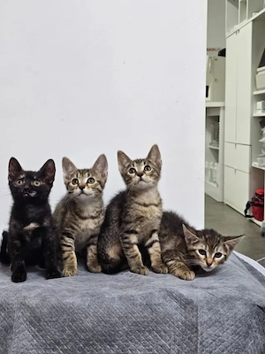 Toffee Sanftes Tigermädel sucht sichere liebevolle Familie Bild 10