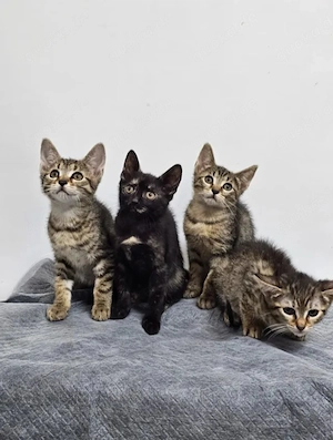 Toffee Sanftes Tigermädel sucht sichere liebevolle Familie Bild 8