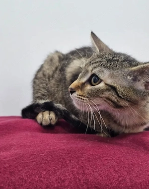 Toffee Sanftes Tigermädel sucht sichere liebevolle Familie Bild 6