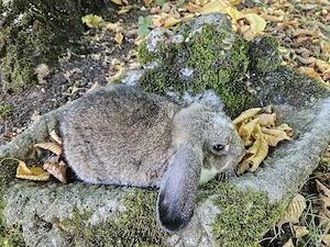 Bunte Zwergwidder in verschiedene Farbschlägen abzugeben