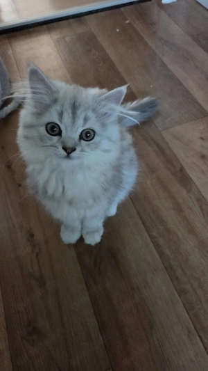 BLH Babykatze Abgabe bereit (Mädchen)
