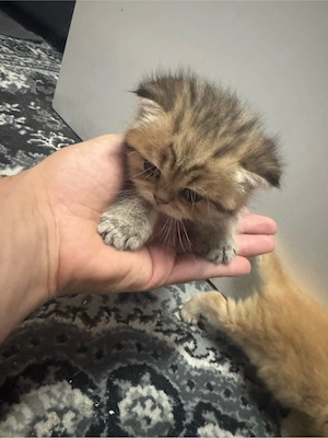 BKH kitten 