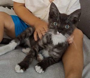 Süßer Kater mit Zubehör abzugeben 