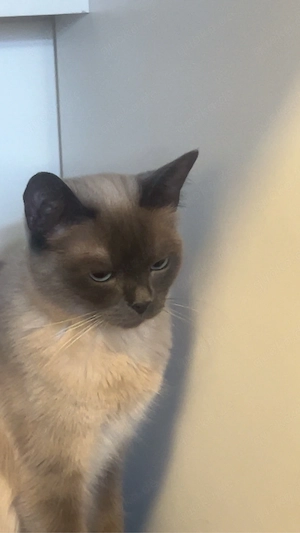 weibliche Siamkatze