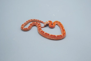 0.1 Hypo Blood Motley Pied Kornnatter