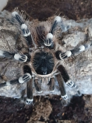 Vogelspinnen Acanthoscurria geniculata 