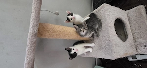 Katzenbabys 
