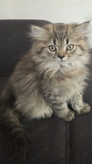 BLH Babykatze Abgabe bereit Junge 
