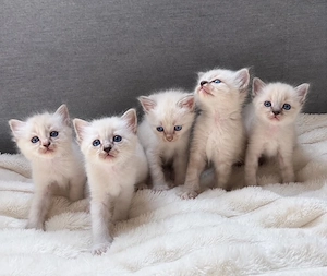Heilige Birma Kitten   WunderSchönSehrLieb