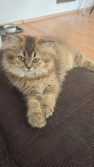 BLH Babykatze Abgabe bereit Mädchen 