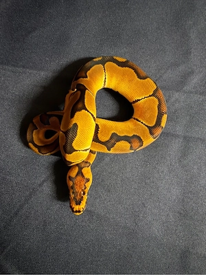1,0 Enchi Clown het Desert Ghost