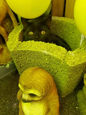 Mischlings Katzen