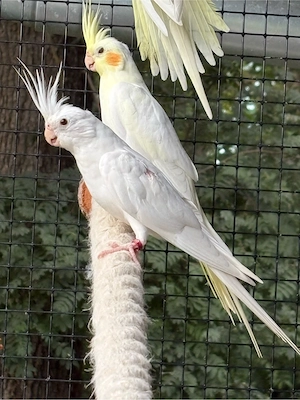 Nymphensittich Albino  Lutino