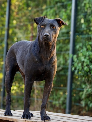 1j Labrador Mix Rüde 20kg 50cm BUNDESWEIT ausreisebereit