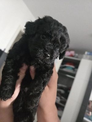 Wunderschöne Maltipoo Welpen Bild 3
