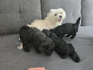 Wunderschöne Maltipoo Welpen Bild 5
