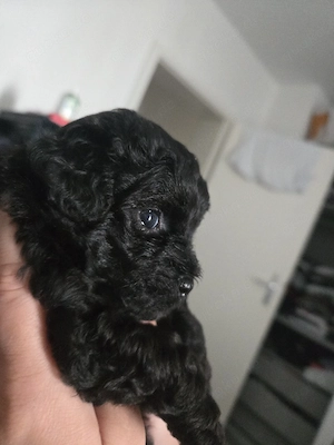 Wunderschöne Maltipoo Welpen Bild 4