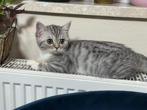 Zum Verlieben süß!    Verschmustes Kitten (14 Wochen) sucht liebevolles Zuhause   