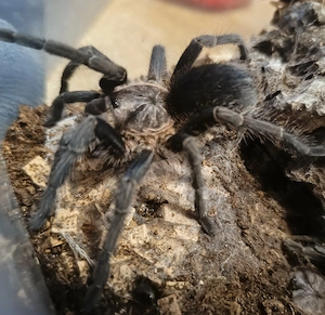 Phormictopus  sp. salinas