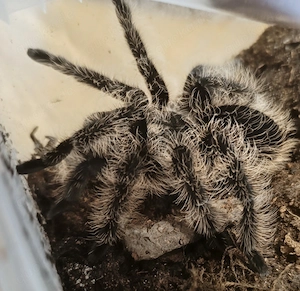 Tliltocatl albopilosus Nicaragua 