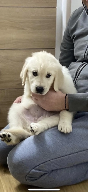 Liebevolle Golden-Retriever-Welpen suchen ihr Zuhause