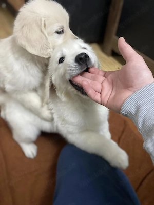 Liebevolle Golden-Retriever-Welpen suchen ihr Zuhause