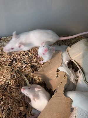 Mäuse Abzugeben 