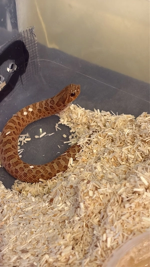 Heterodon Nasicus Hakennasennatter 