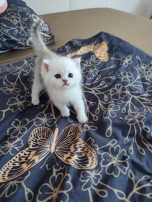 Kitten (Junge), geb. am 21.07.2026. Abgabe ab Oktober.