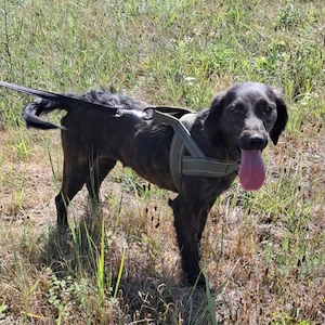 Zora, wunderhübsche menschenbezogene Mischlingshündin, Irish Setter   Dachsbracke Bild 2