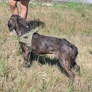 Zora, wunderhübsche menschenbezogene Mischlingshündin, Irish Setter   Dachsbracke Bild 4