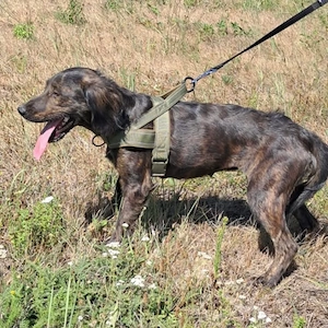Zora, wunderhübsche menschenbezogene Mischlingshündin, Irish Setter   Dachsbracke Bild 6