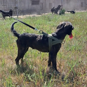 Zora, wunderhübsche menschenbezogene Mischlingshündin, Irish Setter   Dachsbracke Bild 3