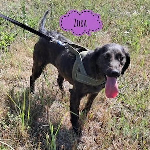 Zora, wunderhübsche menschenbezogene Mischlingshündin, Irish Setter   Dachsbracke